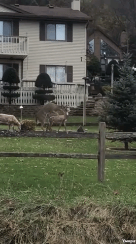 олень с пластиковой фигурой, олень на лужайке, олень пытался заняться сексом