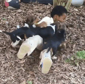 Dog Bring Happiness in animals gifs