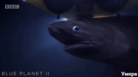 акулы едят кита, акулы подводная съёмка, акулы напали в воде