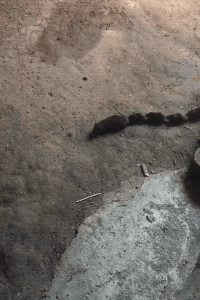 Mouse Centipede in funny gifs