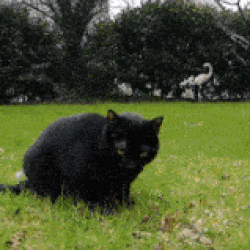 giphy.gif