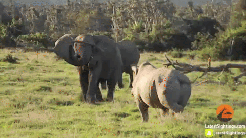 редкие животные, смешные животные, пугающие животные