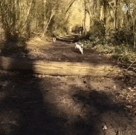 giphy.gif