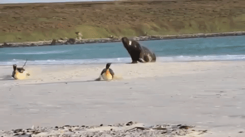 редкие животные, смешные животные, пугающие животные