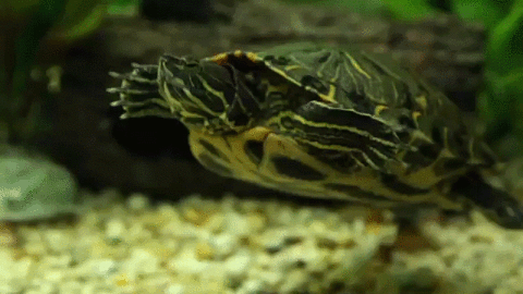 Image result for Turtle Day gif