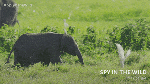 baby elephant