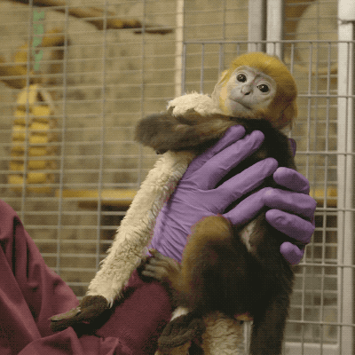 Baby Animals GIF by San Diego Zoo - Find & Share on GIPHY