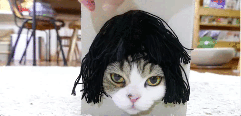 Хозяин кота, который очень любит залазить в коробки, нашел смешное применение его страсти кот Мару, кот в париках, кот любит залазить в коробки