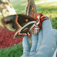 mariposas mariposas