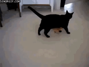 Black Cat and Duckling gif