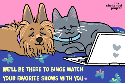 Give of dog and cat snuggling, ready to watch a show with owner