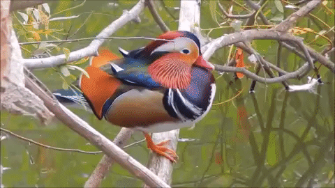 редкие животные, смешные животные, пугающие животные