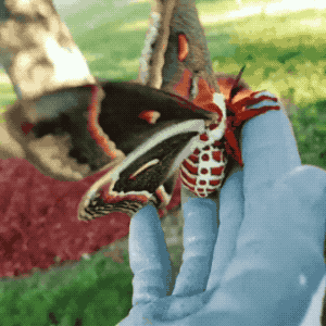 Largest Moth In North America in animals gifs