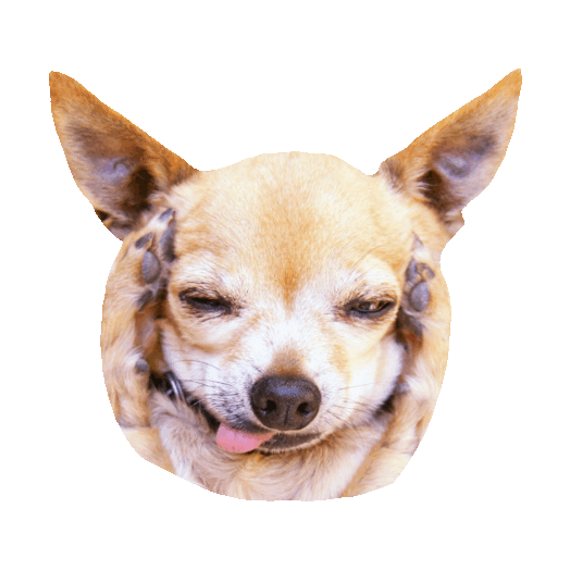 Sick Chihuahua Sticker by imoji for iOS & Android | GIPHY