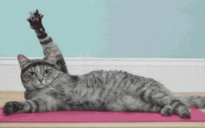 chat faisant du yoga