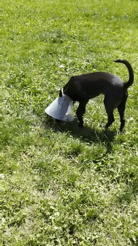Radar puppy