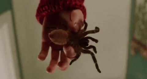 Image result for home alone spider gif