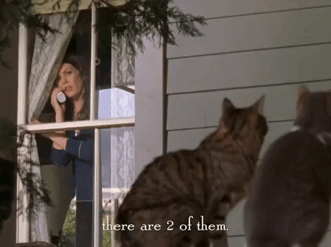 Season 4 Netflix GIF by Gilmore Girls - Find & Share on GIPHY