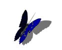 EU butterfly
