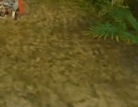 giphy.gif