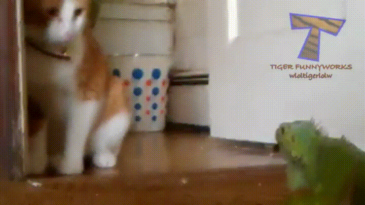 �������� �������� �������� ������� �����, ����� ������� �������