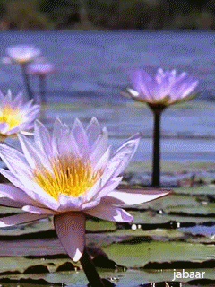 Lotus Flowers Gif GIF - Find & Share on GIPHY