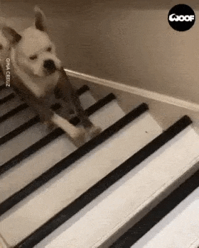 Coming down in style in dog gifs