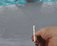 Human Put Joint to Dolphin's Mouth Cigarette Animal Predicament