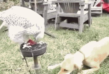 https://media.giphy.com/media/xdxjhjXlmlldK/giphy.gif