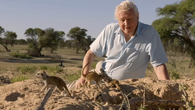 David Attenborough GIF - Find & Share on GIPHY