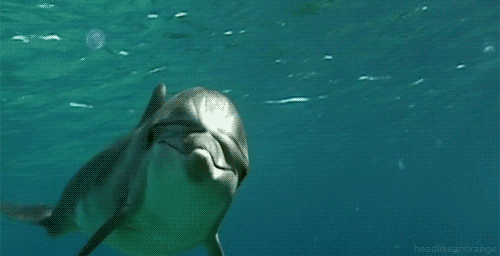 English Dolphin GIF - Find & Share on GIPHY