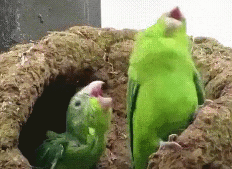laughing parrot dance grinch joyful laughter therapy