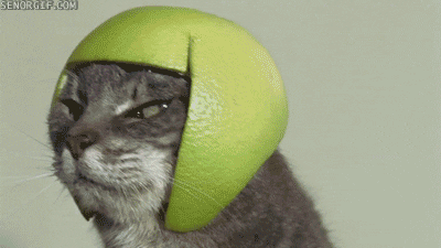 Alimentação: gato com uma casca de limão na cabeça em formato de peruca