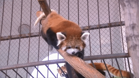 Red Panda GIFs - Find & Share on GIPHY