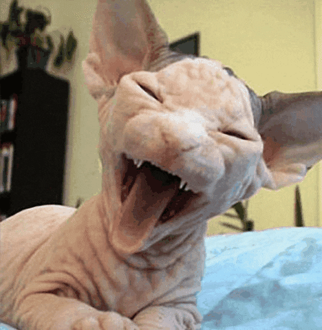 Bald Cat GIFs - Find & Share on GIPHY
