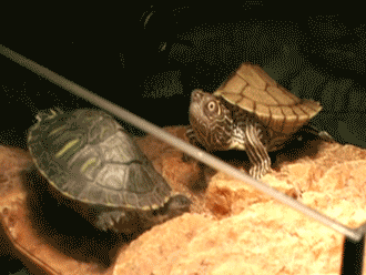 Surprised turtle