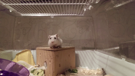 picture of a hamster that pulls itself up then uses it's upper body strength to slowly move across the bars at the top of the cage