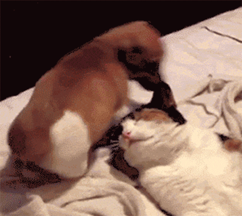 Cat Sits GIF - Find & Share on GIPHY