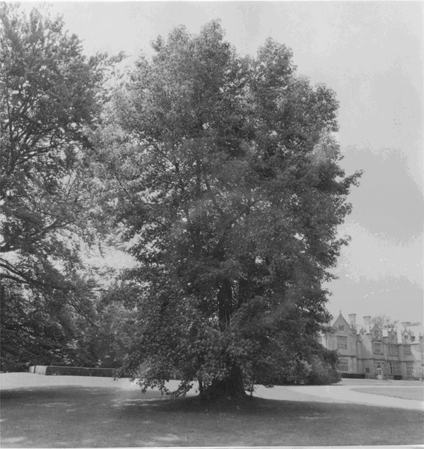 Trees GIF Find & Share on GIPHY