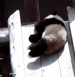 pandas sleeping