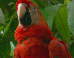 Scarlet Macaw Parrot GIF by Head Like an Orange - Find & Share on ...