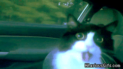 Gato flipando dentro de un coche