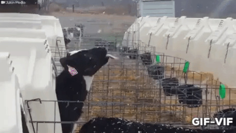 Cow Trying To Catch Snow Flakes
