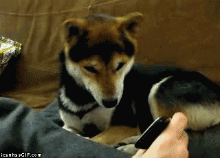 Dog Funny S GIF - Find & Share on GIPHY