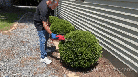 Hedge Trimmer: Testing Its Pivoting Head & Runtime