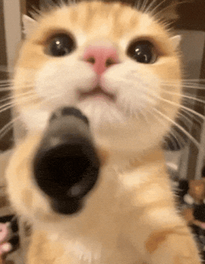 AI cat with psycho smile pointing toy gun