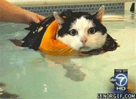fat cat swimming to lose weight