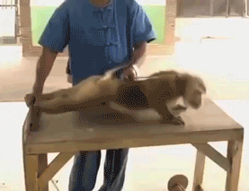 https://media.giphy.com/media/yEb6Hhll71jG0/giphy.gif
