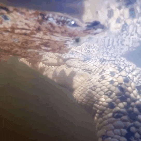 Crocodile GIF Find & Share on GIPHY