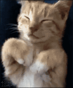giphy.gif?cid=790b7611dd0e7cba153bd8a0415f5df73ff0b99b3166323a&rid=giphy.gif&ct=g